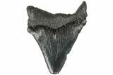 Serrated, 2.1" Chubutensis Tooth - Megalodon Ancestor - #202035-1